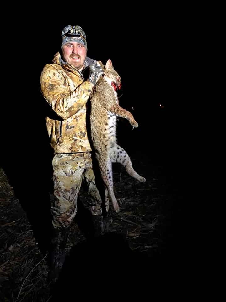 Bobcat hunting