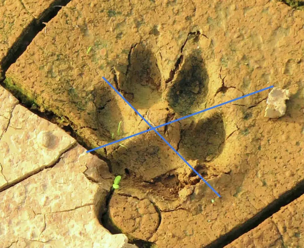 Coyote track