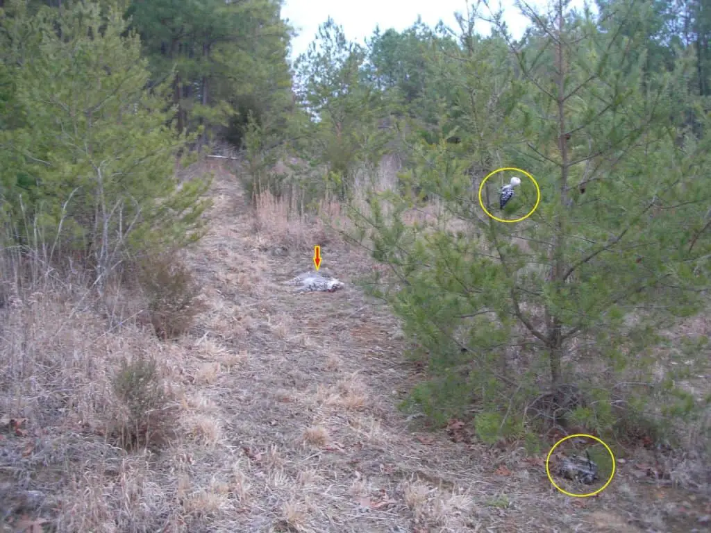 How to Hunt Bobcats 3 Vital Steps to Success