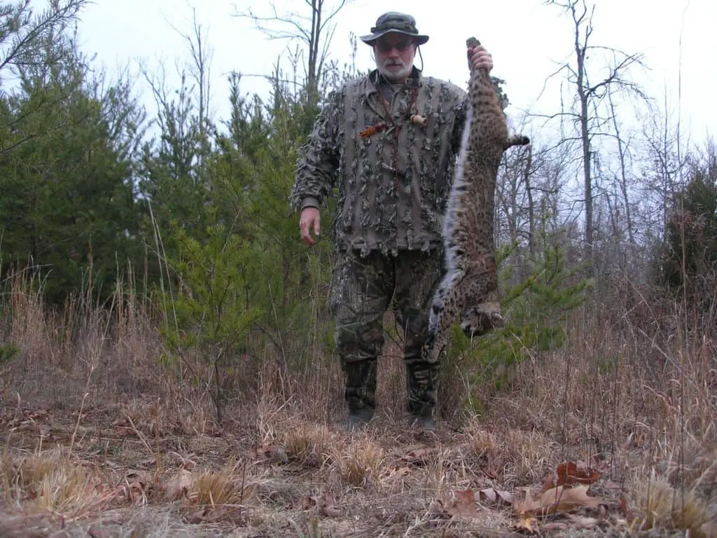 How to Hunt Bobcats 3 Vital Steps to Success