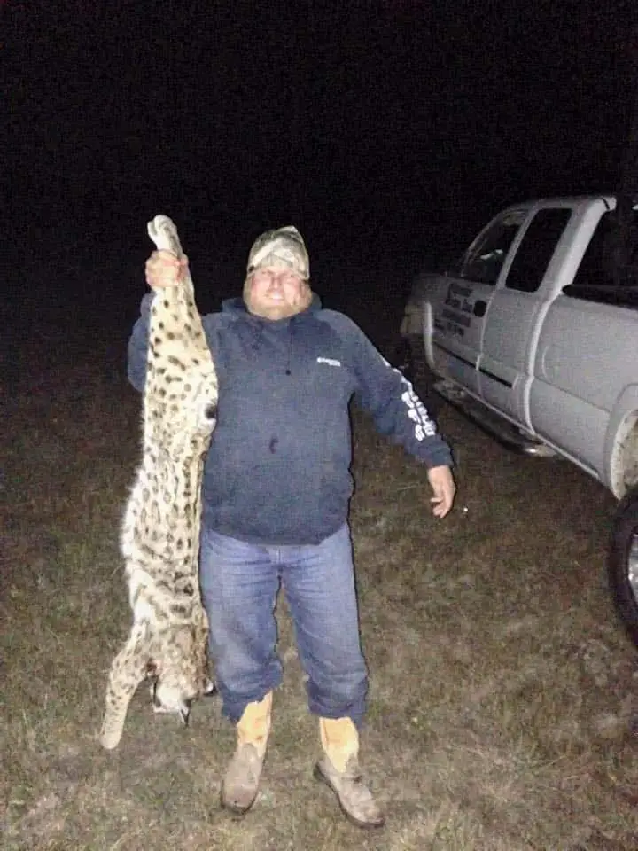 Bobcat hunting and bobcat calling