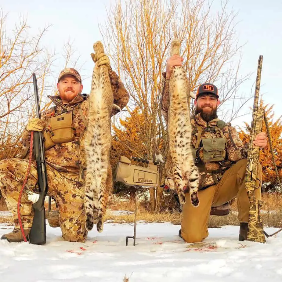 How to Hunt Bobcats 3 Vital Steps to Success