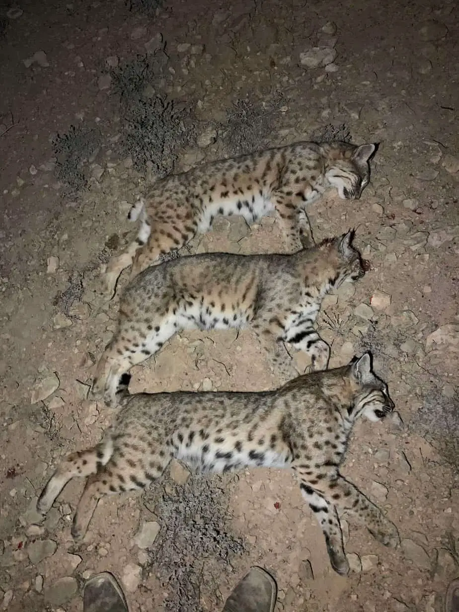 How to hunt bobcats