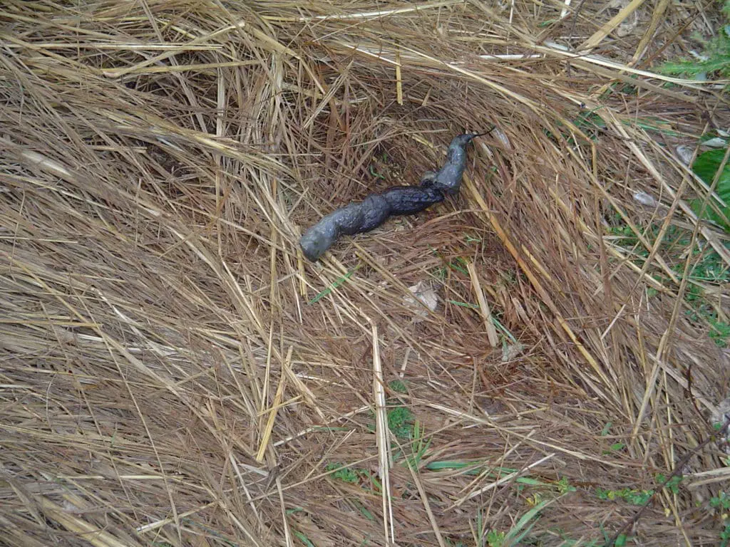 Bobcat Scat.