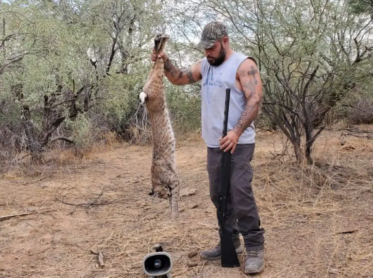How to Hunt Bobcats 3 Vital Steps to Success