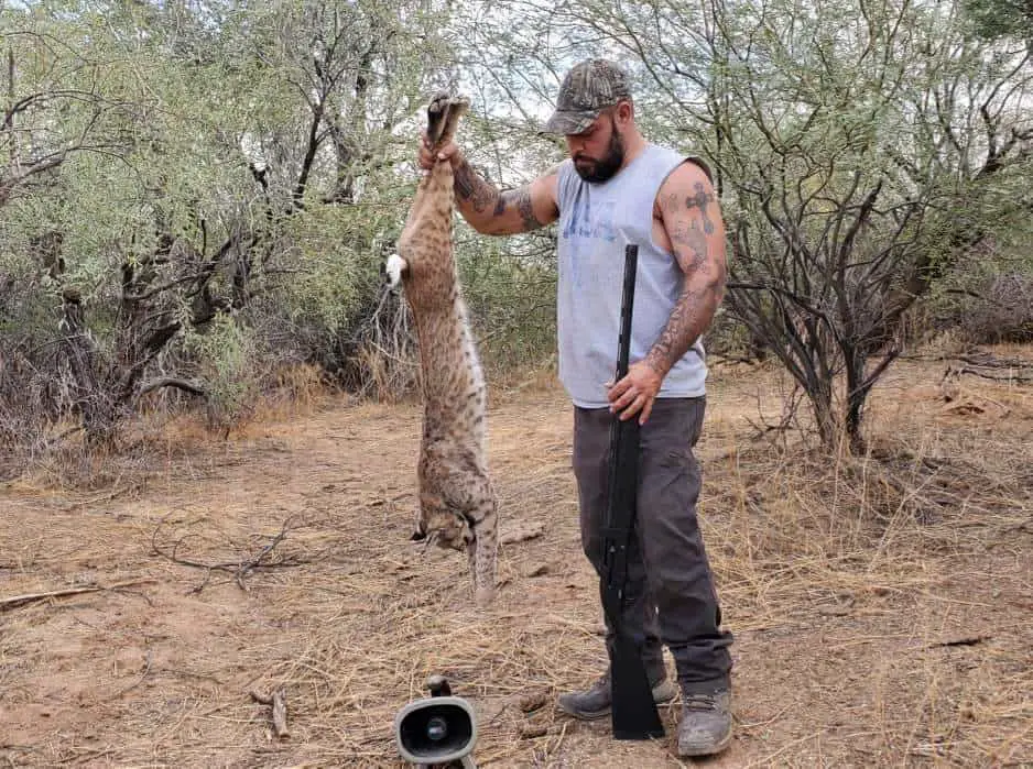 How to hunt bobcat