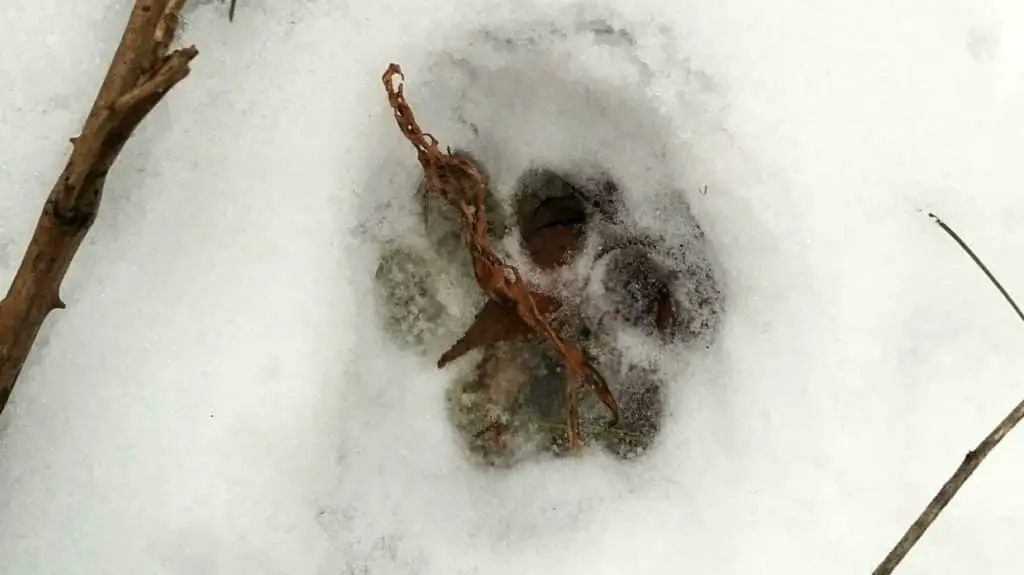 Bobcat tracks in snow.