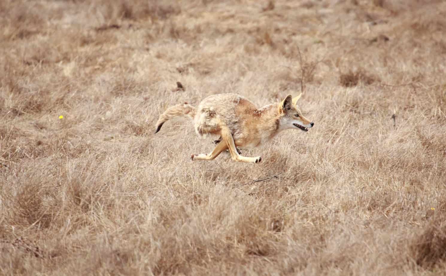 Coyote at full gallop