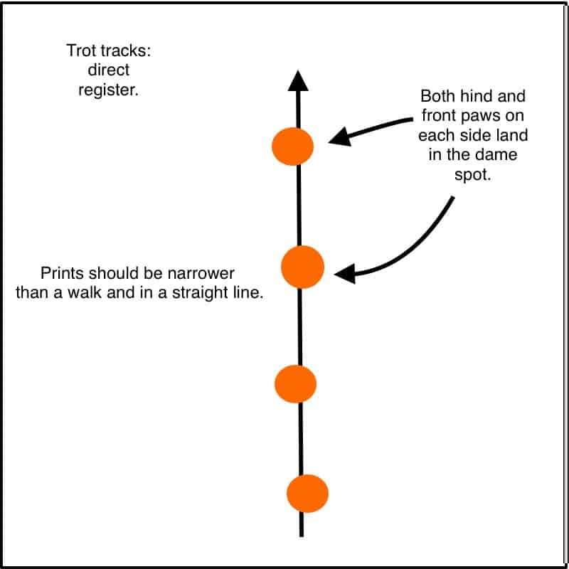 Predator trot tracks