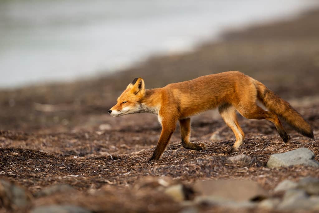 Trotting red fox
