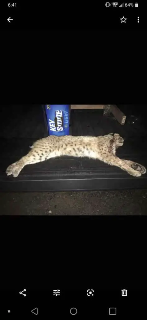 How to hunt bobcats