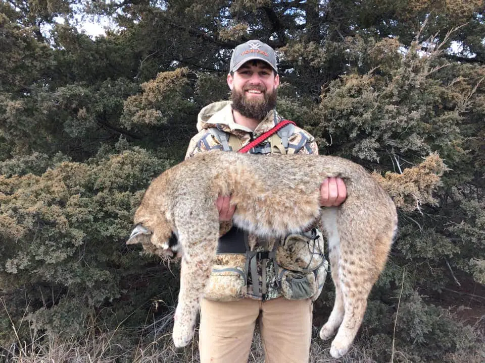 How to hunt bobcat