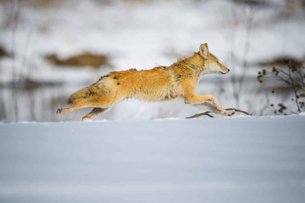 LOping coyote