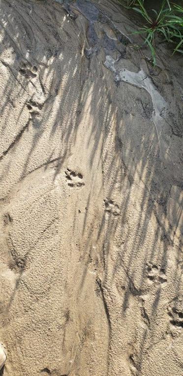 coyote tracks in sand