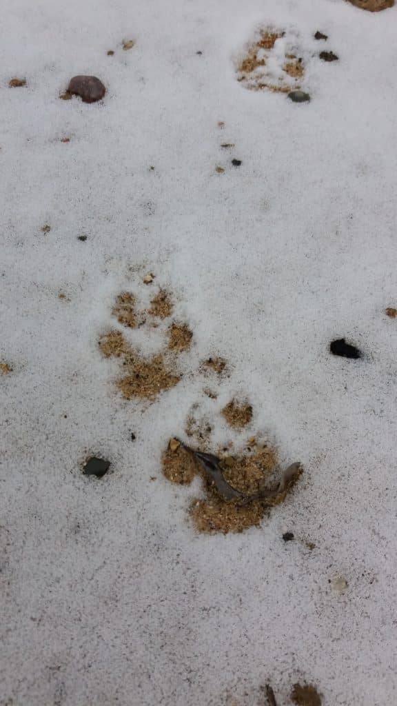 Coyote tracks in snow