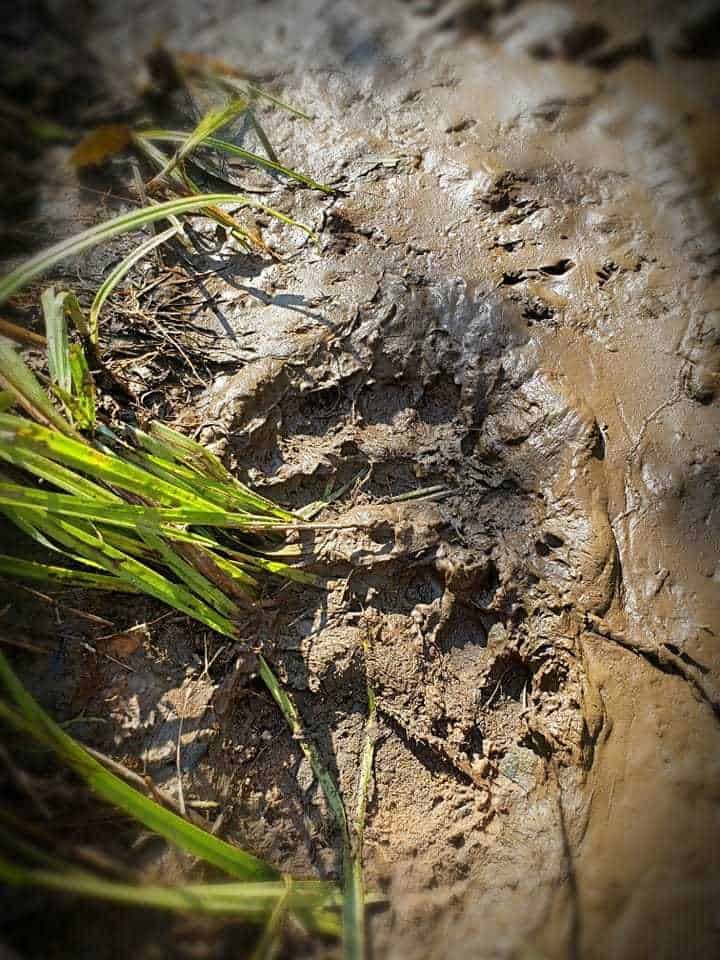 Bear tracks in mud