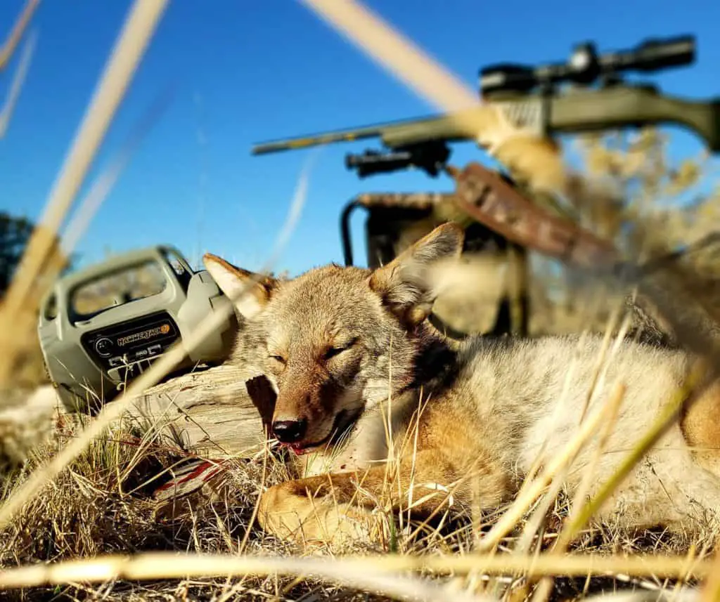 Coyote Calling Sounds Your Successful “Pals” Keep Secret.