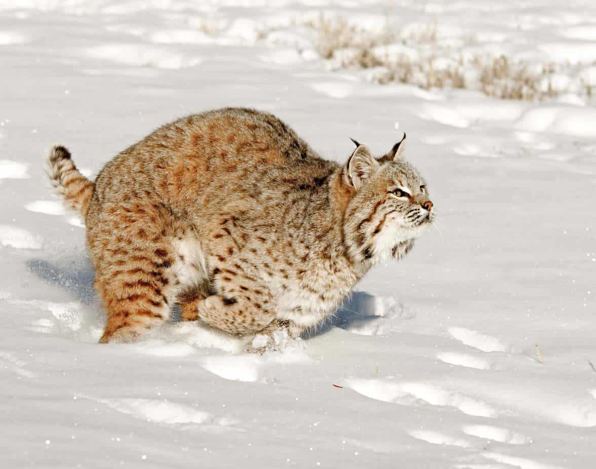 Bobcat galloping in snow