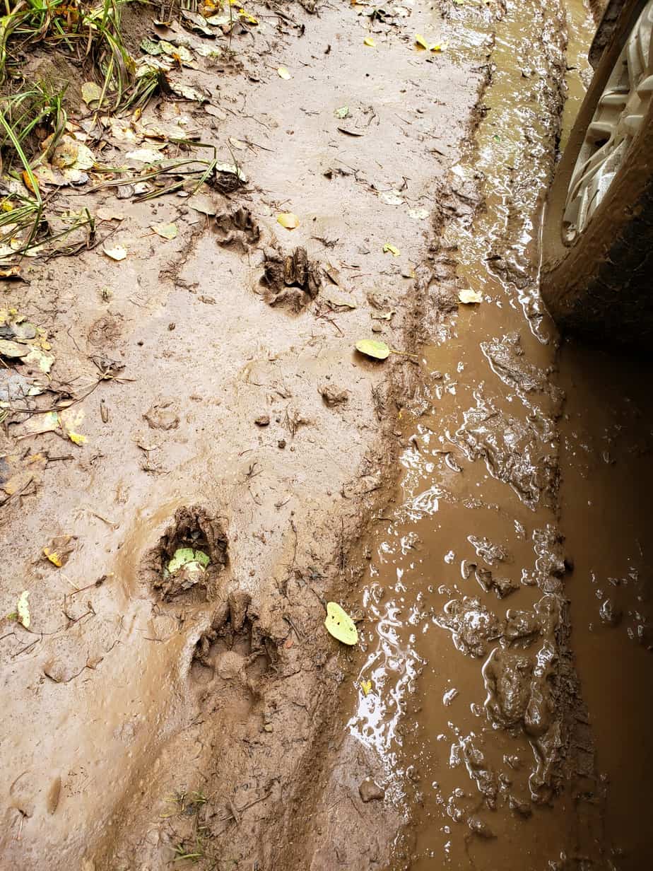 Fresh tracks in mud