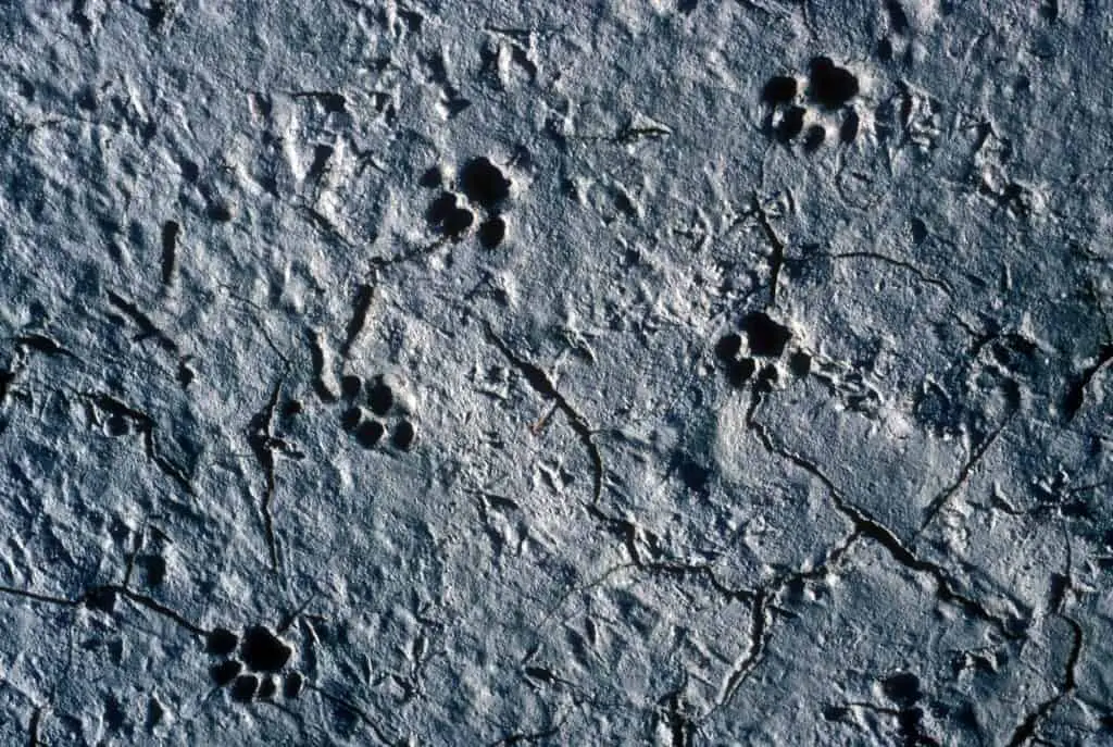 Bobcat tracks in mud.