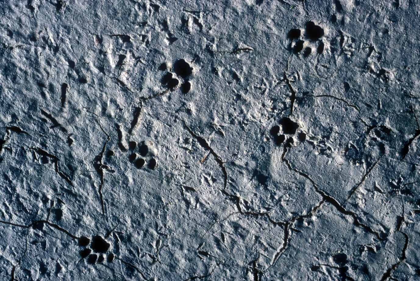 How to Read Bobcat Prints and Scat - The Predator Hunter