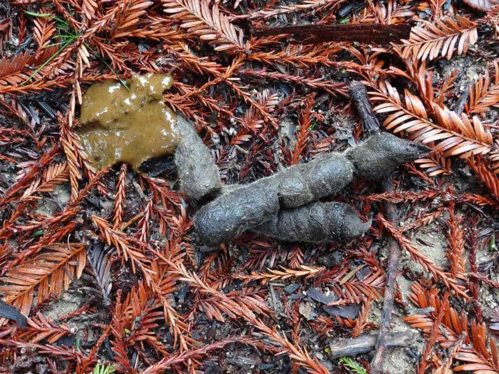 Bobcat scat