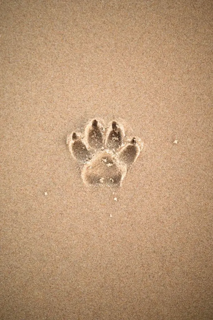 Dog track in sand