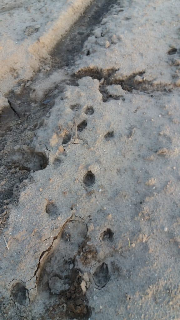 Coyote tracks in frozen mud and snow