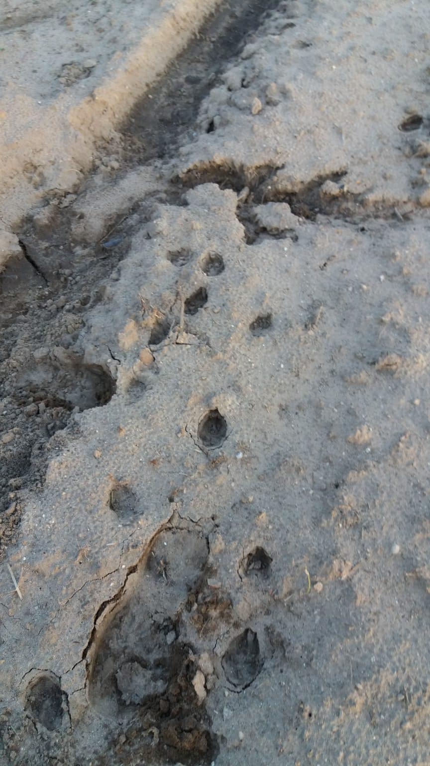 How to Identify Coyote Scat & Coyote Paw Prints