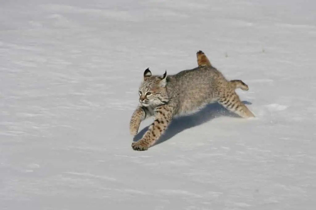 Bobcat loping in snow