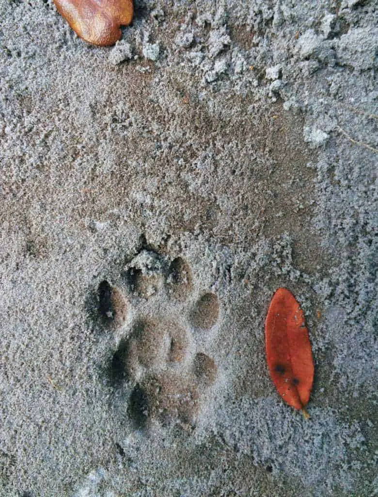 Bobcat tracks in sand, understep