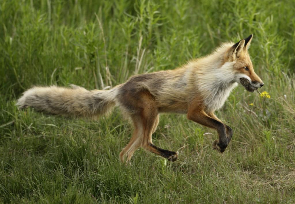 Loping fox