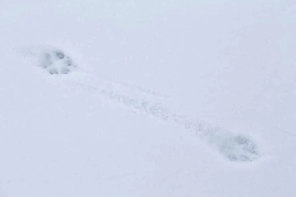 Fox track in snow