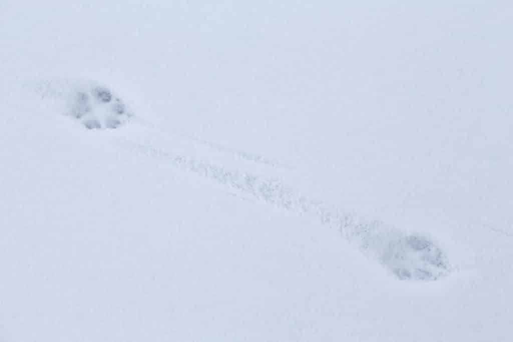 Fox track in snow