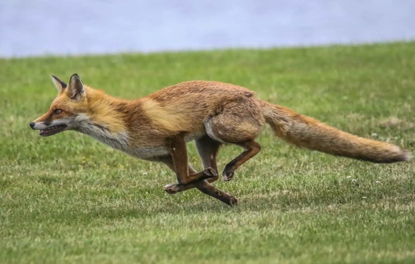 Galloping fox
Diurnal fox
Nocturnal fox
