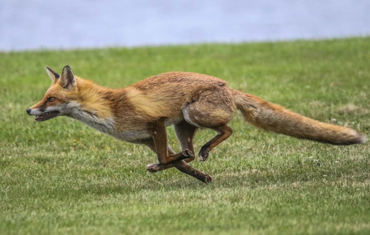 Galloping fox