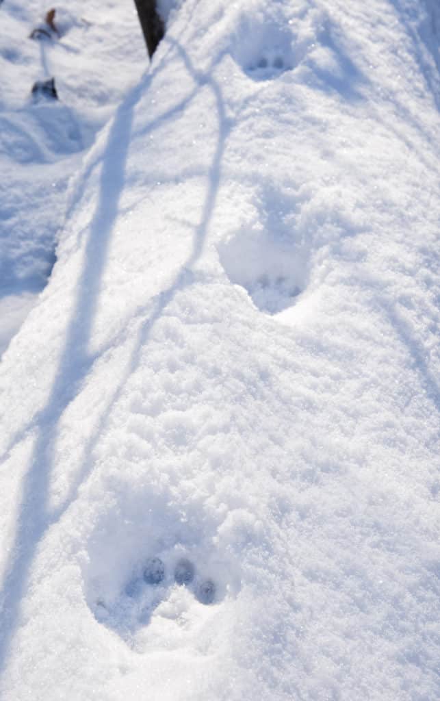 Bobcat tracks in snow