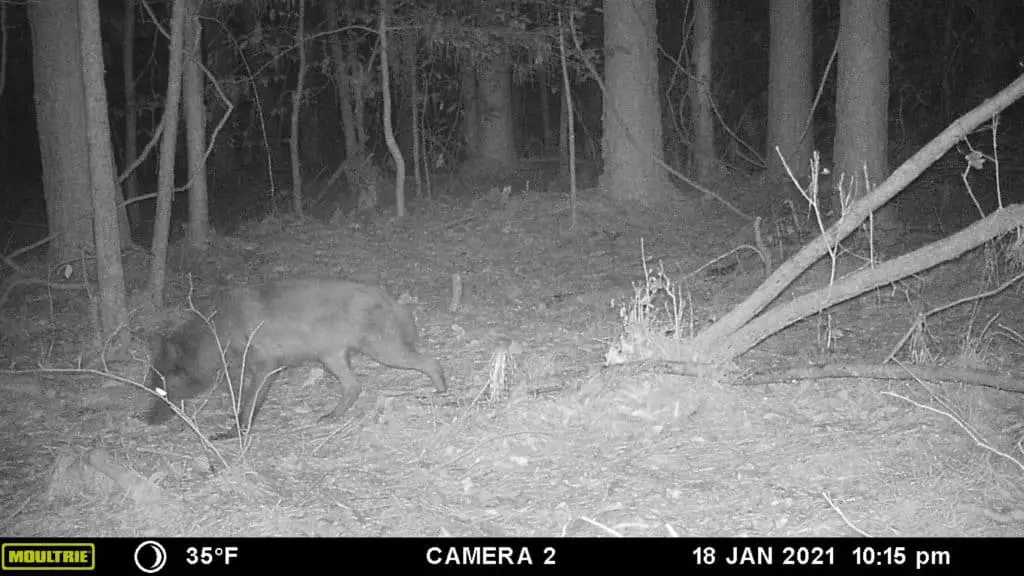 Coyote hunting a trophy