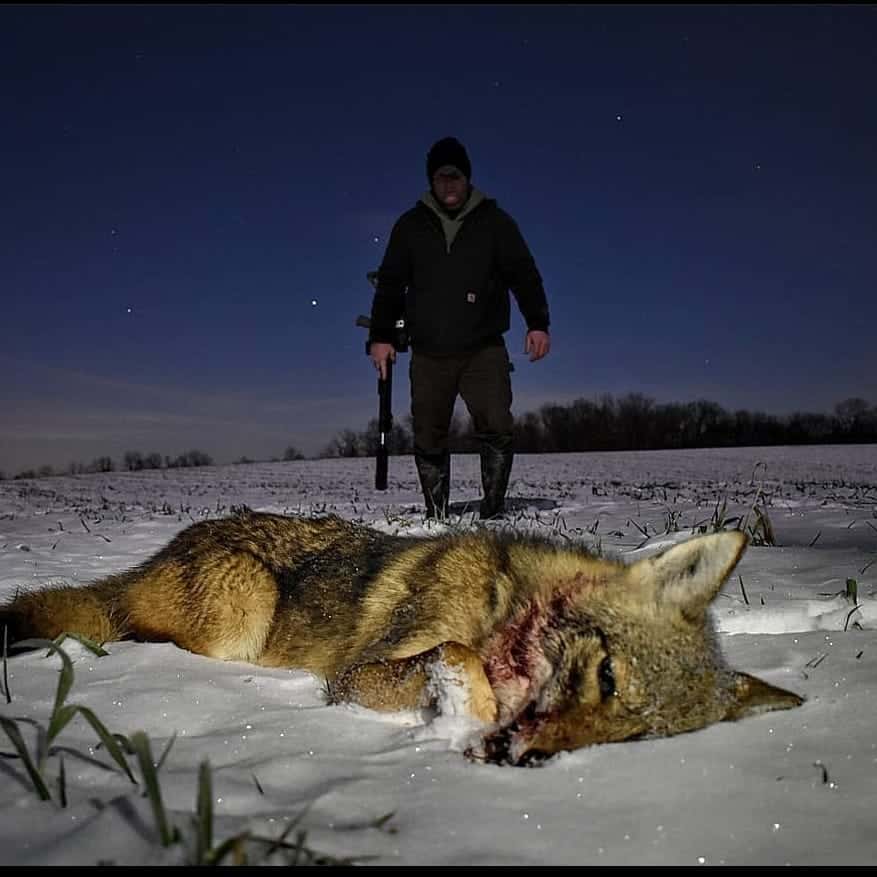 Hunting coyote mating season calls
