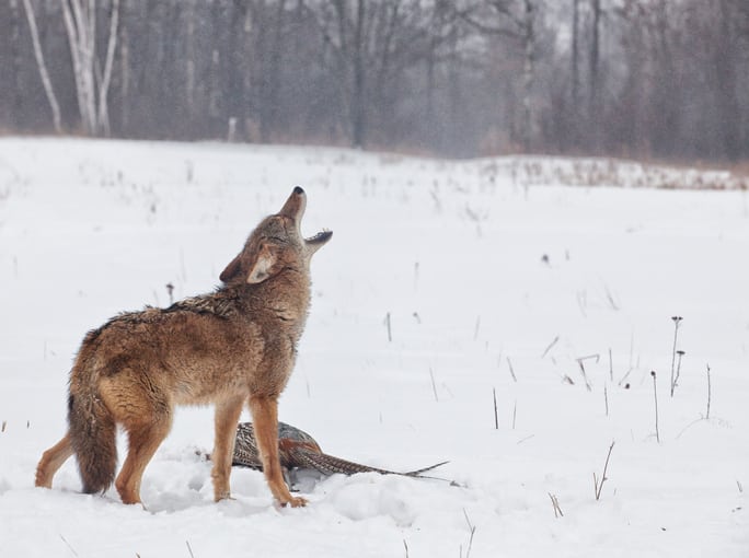 Fox and coyote hunting