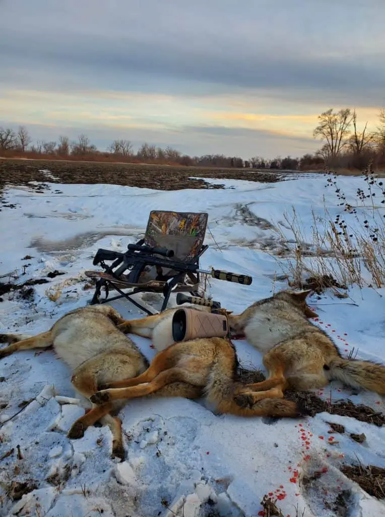 Hunting coyote mating season