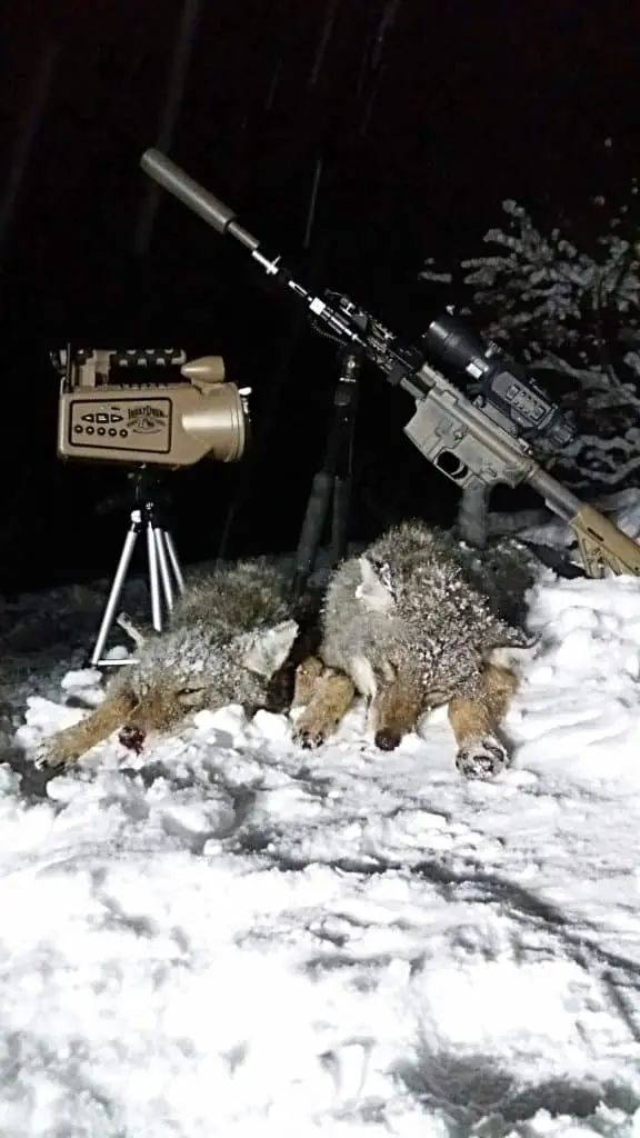 Distance between stands, coyote hunting