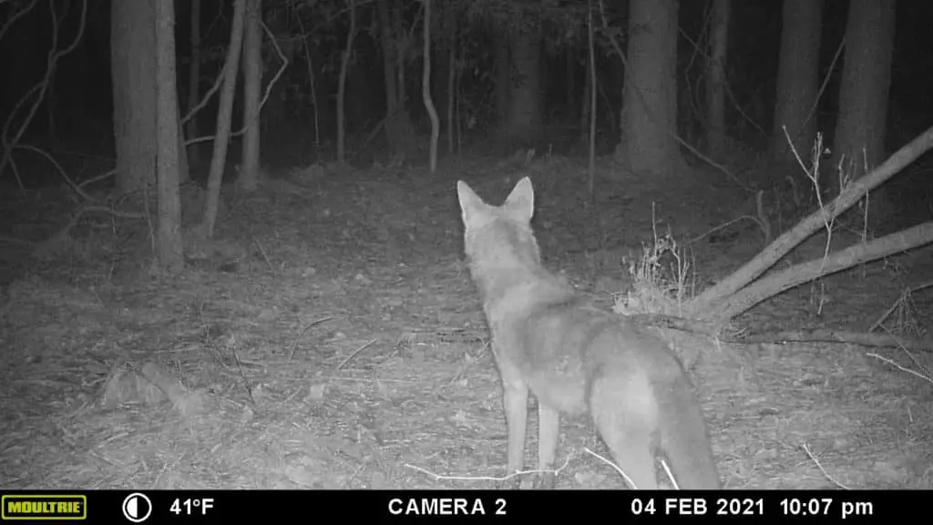 Coyote hunting, black, trophy