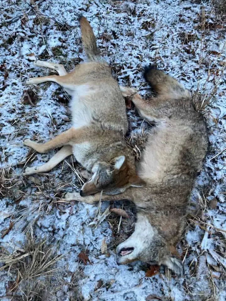 Hunting coyote mating season