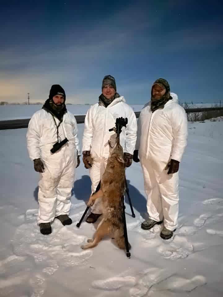 Hunting the coyote rut