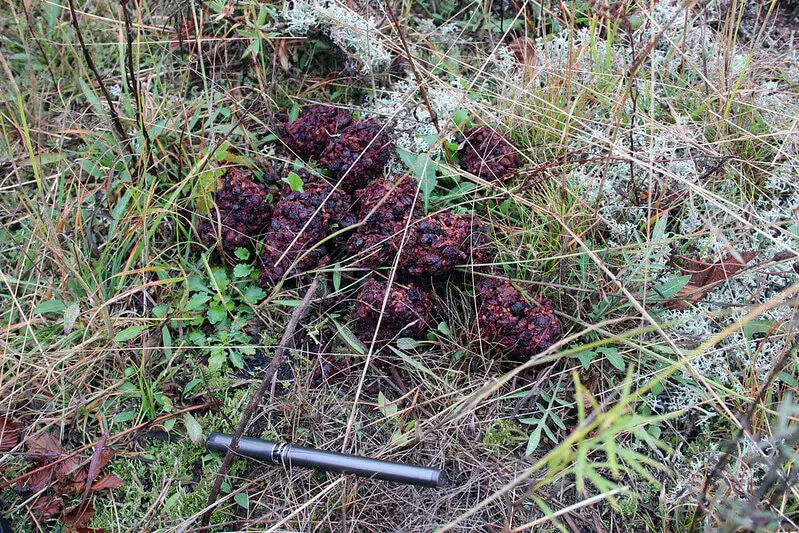 Black bear hunting