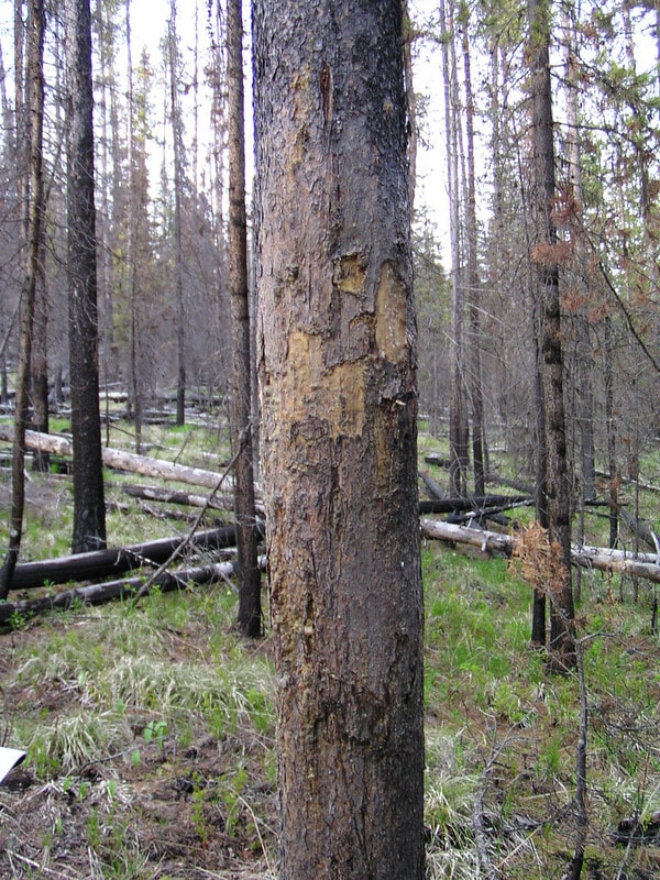 Black bear tree markings, bear hunting