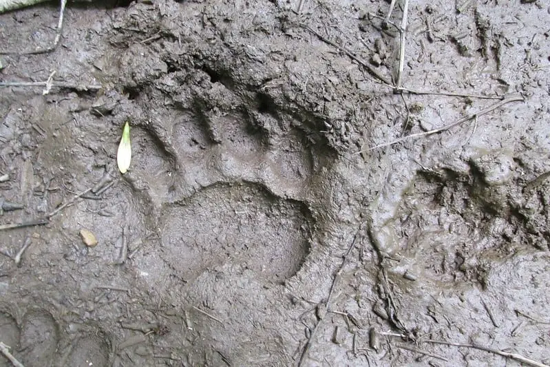 Hunting black bears, aging tracks