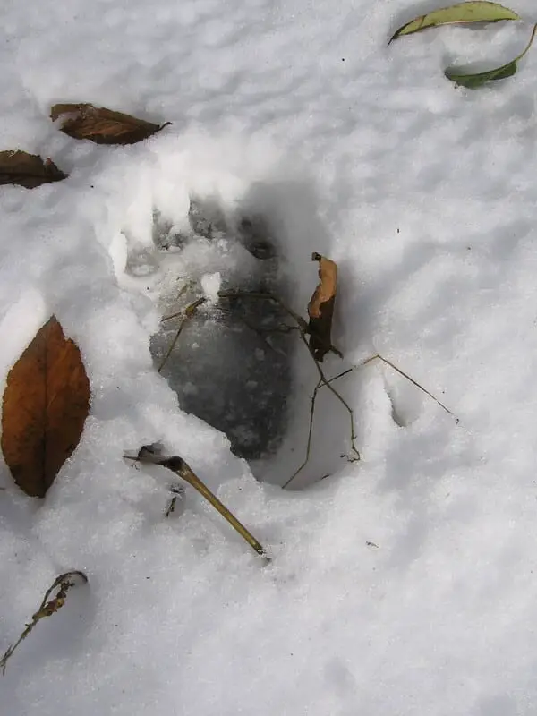 Black bear tracks in snow