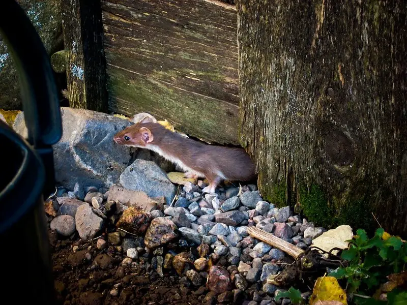 Protecting chickens from weasel attack